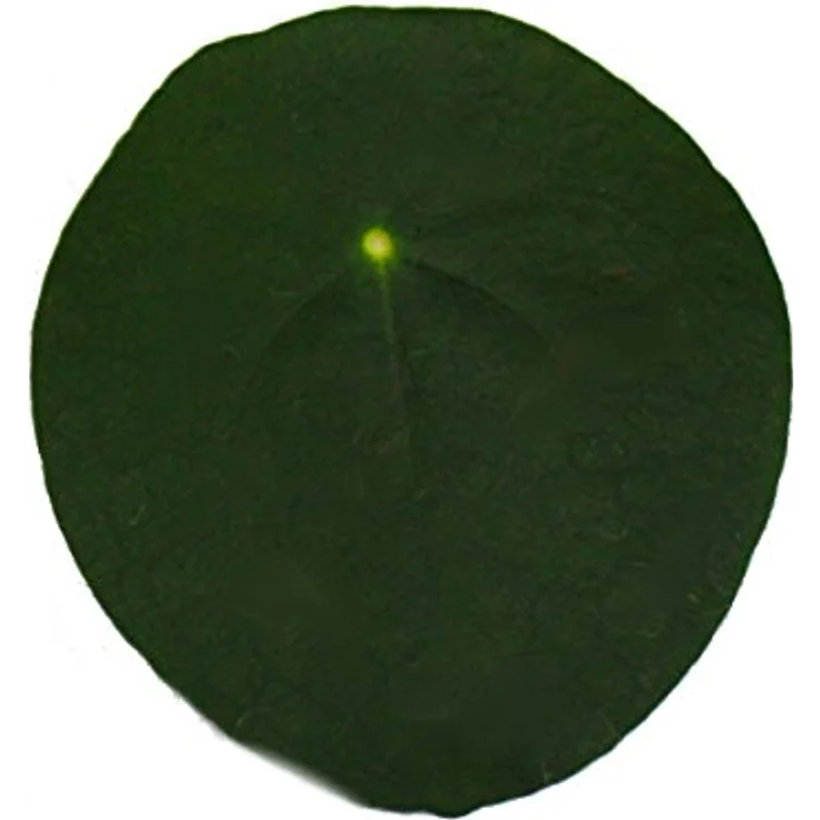 Exotenherz Pilea Peperomioides, Glückstaler Bauchnabelpflanze im 11cm Topf, ca. 15-25 cm hoch, einzigartige Zimmerpflanze aus Südchina – Bild 3
