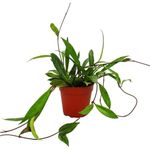 Exotenherz Hoya Pubicalyx, Porzellanblume Hängepflanze, robuste 12cm Topfgröße, ca. 20-30cm Gesamtlänge