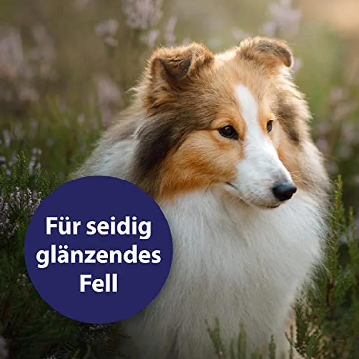 Canosept Fellpflege Spray, 250 ml, für glänzendes und entfilztes Hundefell, alkoholfrei – Bild 5