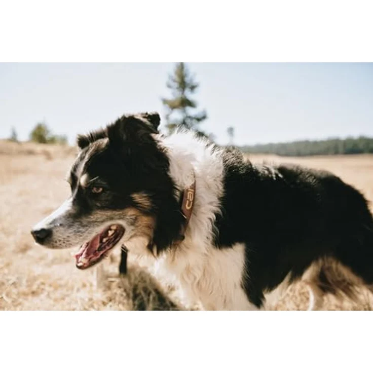 Carhartt Journeyman Collar Deep Wine, Halsband + Leine für Hunde, robust und stilvoll – Bild 6