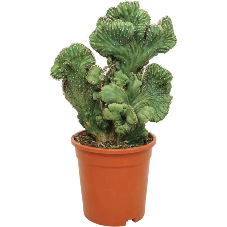 Exotenherz Myrtillocactus geometrizans cristata, Heidelbeerkaktus in Kammform, hellblau, 17 cm Topf – Bild 1