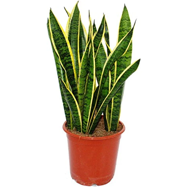 Exotenherz Sansevieria Trifasciata, pflegeleichte Zimmerpflanze im 19 cm Topf, Gesamthöhe 55-65 cm, Herkunft Ostafrika – Bild 2
