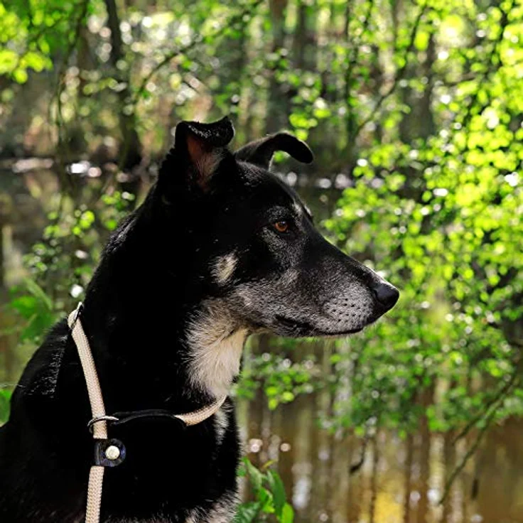 lionto Hundehalsband aus strapazierfähigem Nylon, Zugstopp Halsband für Hunde, 40 cm, 0,8 cm dick, Beige, Lederimitat mit Metallring und stufenlosem Schieber – Bild 3