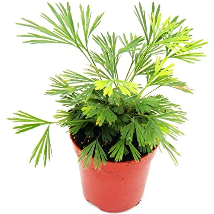 Exotenherz Actiniopteris Australis, Palmwedelfarn Mini-Pflanze im 5,5cm Topf, ideal für Schalen und Gläser, Gesamthöhe ca. 10-12cm – Bild 2