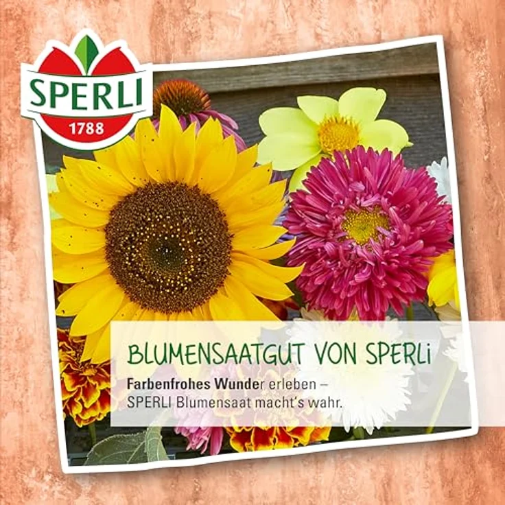 Sperli Portulakröschen Prachtmischung – Bild 6