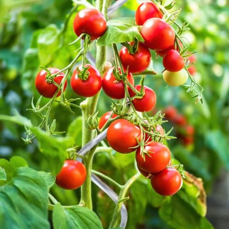 KARAT Tomatenspiralstäbe, 180 cm, 10 Stück, verzinkter Stahl, stabile Rankhilfe für Tomaten und Kletterpflanzen – Bild 4