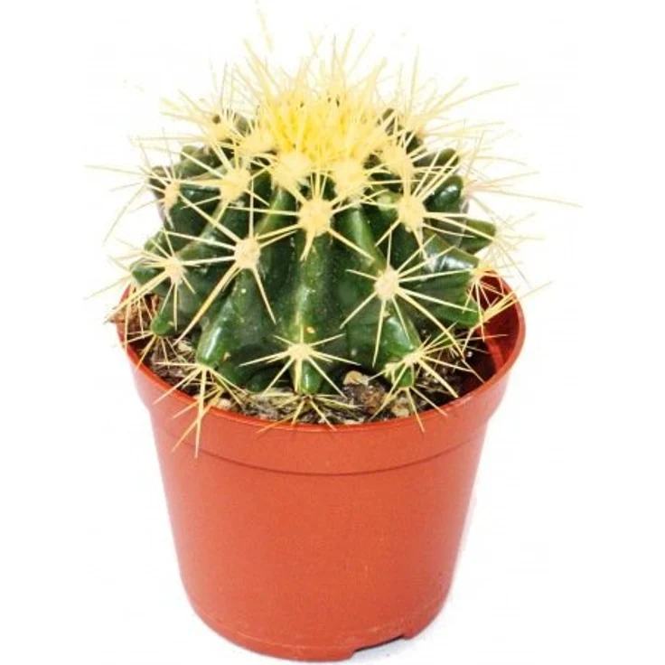 Exotenherz Echinocactus Grusonii, Schwiegermutterstuhl im 5,5 cm Topf, ca. 6-8 cm Höhe, pflegeleichte Zimmerpflanze – Bild 1