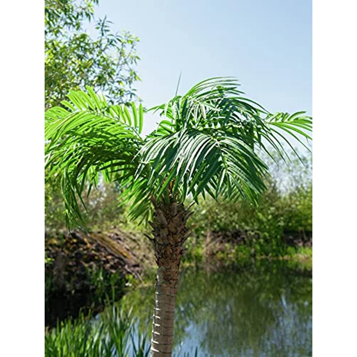 Europalms Phönixpalme luxor, Kunstpflanze, 150 cm, grün – Bild 5