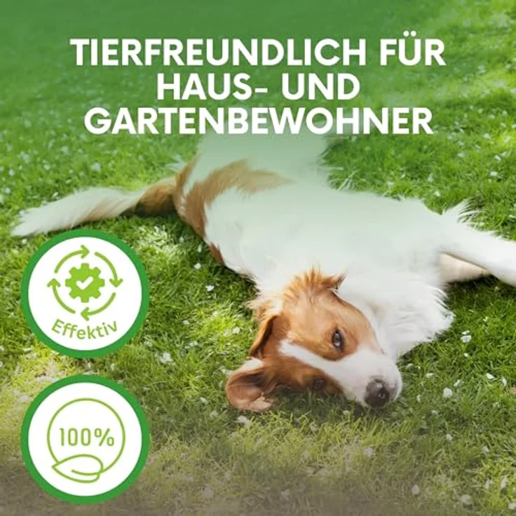 Samenshop24 SF Nematoden zur Bekämpfung von Trauermücken 3 Mio – Bild 8