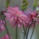 Blumixx Stauden Aquilegia vulgaris plena Rose Barlow - Akelei