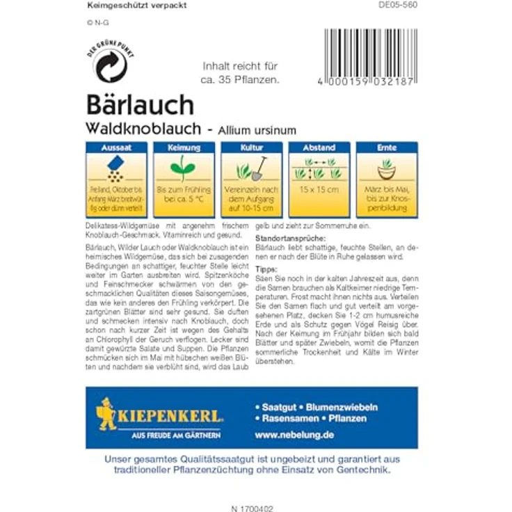 Kiepenkerl Bärlauch Waldknoblauch Allium ursinum – Bild 3
