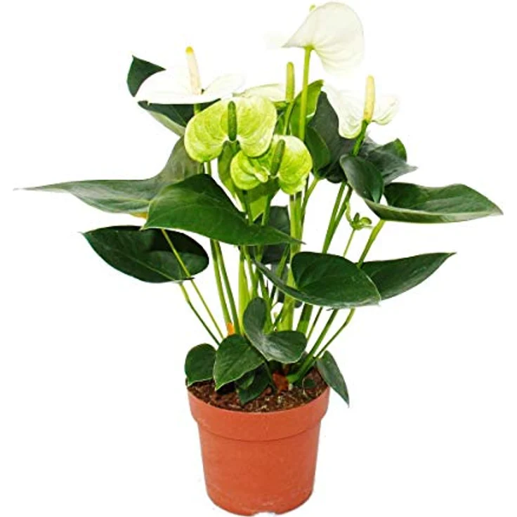 Exotenherz Flamingoblume Anthurium Andreanum Sierra White, Zimmerpflanze mit weißen Hochblättern, Topfgröße 14cm, pflegeleicht – Bild 1