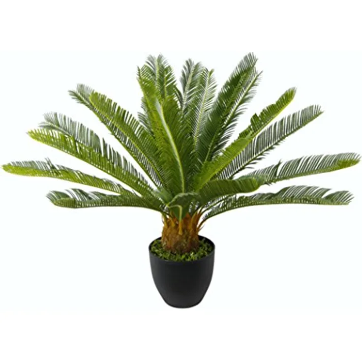 Cycaspalme im Topf