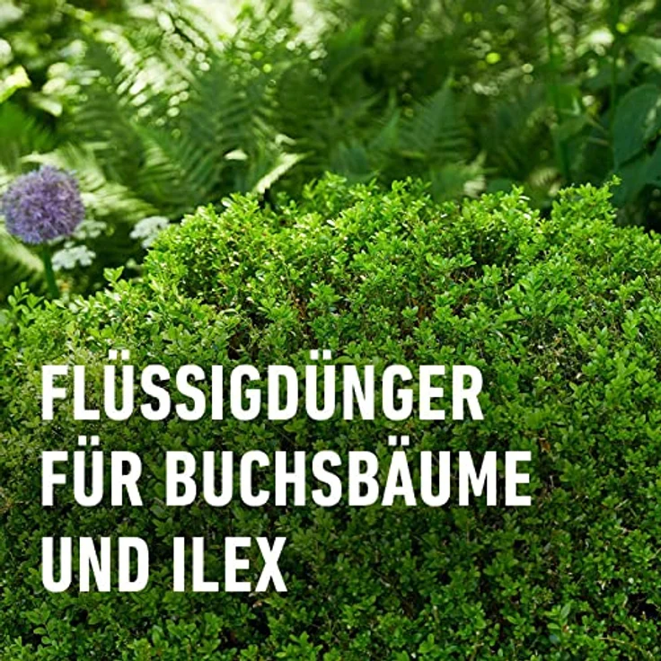 Compo Buchsbaum- und Ilexdünger, 1 Liter – Bild 3