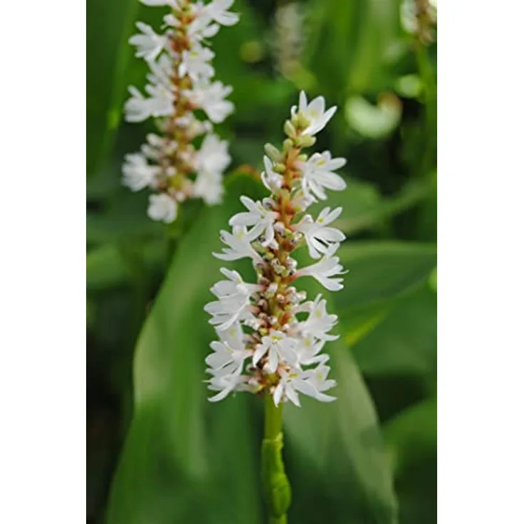PlantaPro Pontederia cordata 'Alba', Winterhartes Hechtkraut für Teichrand und Uferzone, Pflegeleicht mit weißen Blüten, 9x9 cm Topf