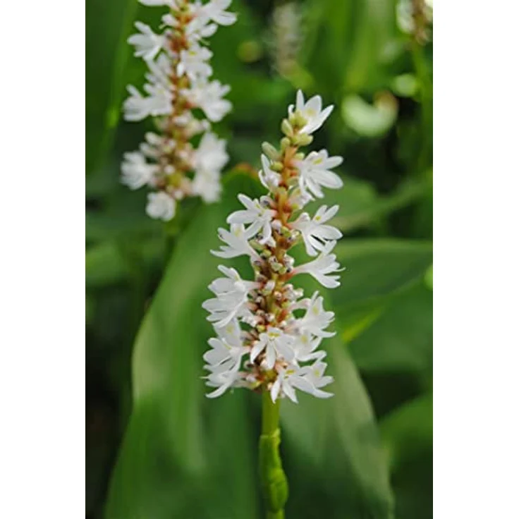 PlantaPro Pontederia cordata 'Alba', Winterhartes Hechtkraut für Teichrand und Uferzone, Pflegeleicht mit weißen Blüten, 9x9 cm Topf – Bild 1