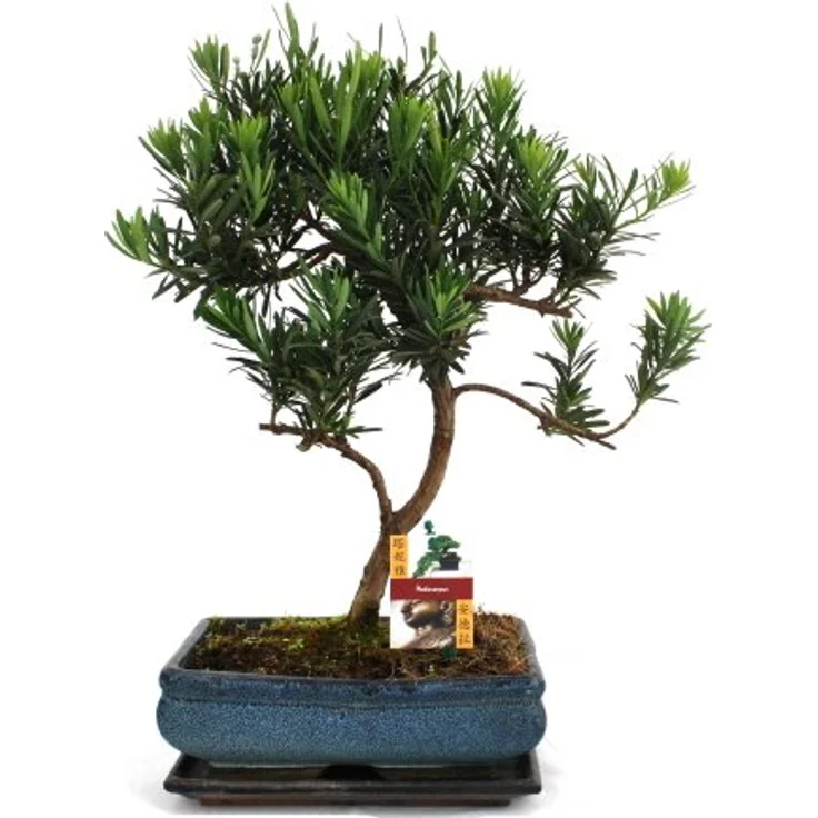 Exotenherz Bonsai Steineibe Podocarpus Macrophyllus, 12-15 Jahre, Zimmerpflanze, Schalengröße 28x18cm, Gesamthöhe 40-50cm – Bild 1