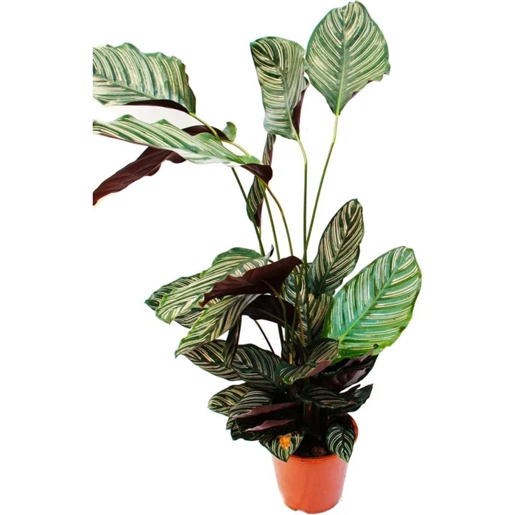 Exotenherz Calathea Ornata, XXL-Schattenpflanze mit Ausgefallenem Blattmuster, 19cm Topf, Höhe 70-90cm – Bild 1
