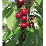 Säulenkirsche Victoria, 7,5L-Container, dunkle, große, schmackhafte Früchte
