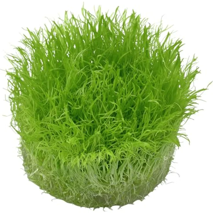 Utricularia graminifolia in Vitro Aquariumpflanze – Bild 4
