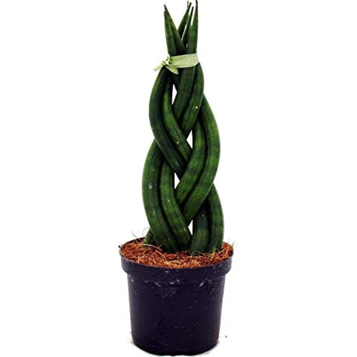 Exotenherz Sansevieria Cylindrica, 3er Set Zimmerpflanzen im 6,5cm Topf, Pflegeleichter Bogenhanf mit Twister, Spaghetti und Fächer Form – Bild 4