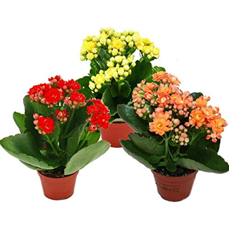 Exotenherz Minikalanchoe Rosalina Set, 3 verschiedene Pflanzen Flammendes Käthchen, 5,5 cm Topf, pflegeleicht und blühend – Bild 1