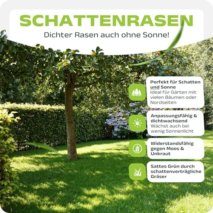 halmland Schattenrasen Samen 1kg für 40m², hochwertig und schnellkeimend, ideal für Rasen Nachsaat und dichte Flächen, inklusive Anleitung – Bild 2