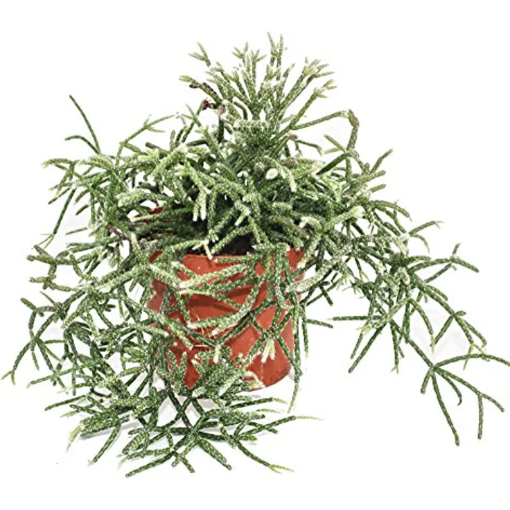 Exotenherz Rhipsalis Pilocarpa, Korallenkaktus im 12cm Topf, hängende Triebe, ca. 4-5 Jahre alt – Bild 1