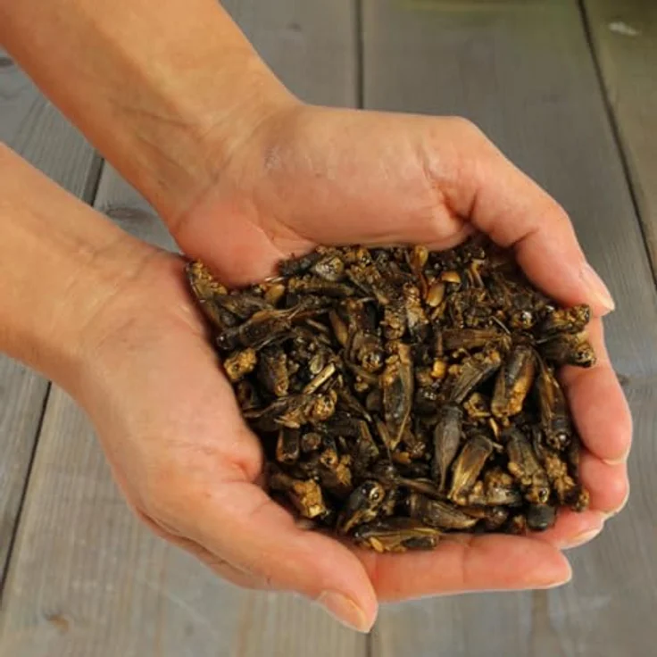 Lyra Pet® Heimchen getrocknet 1 kg | Reich an Proteinen (63% Rohprotein) & Mineralien | Nährstoffreiche Ergänzung für Vögel, Nager, Fische & Reptilien – Bild 5