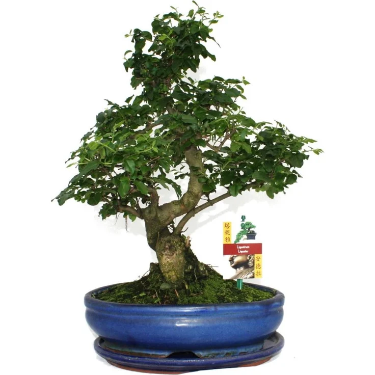 Exotenherz Bonsai Chinesischer Liguster Ligustrum Sinensis, ca. 10 Jahre alt, mit Giessanzeige und handgefertigtem Unikat, Schalengröße 23x15 cm, Gesamthöhe 35-40 cm – Bild 1