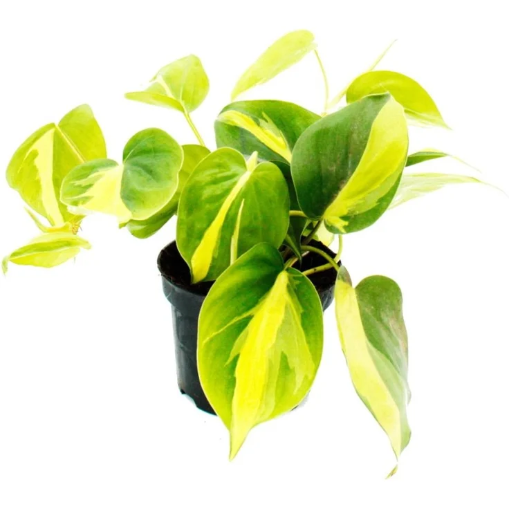 Exotenherz Philodendron Scandens Brasil Zweifarbiger Kletternder Baumfreund, 12cm Topf – Bild 1