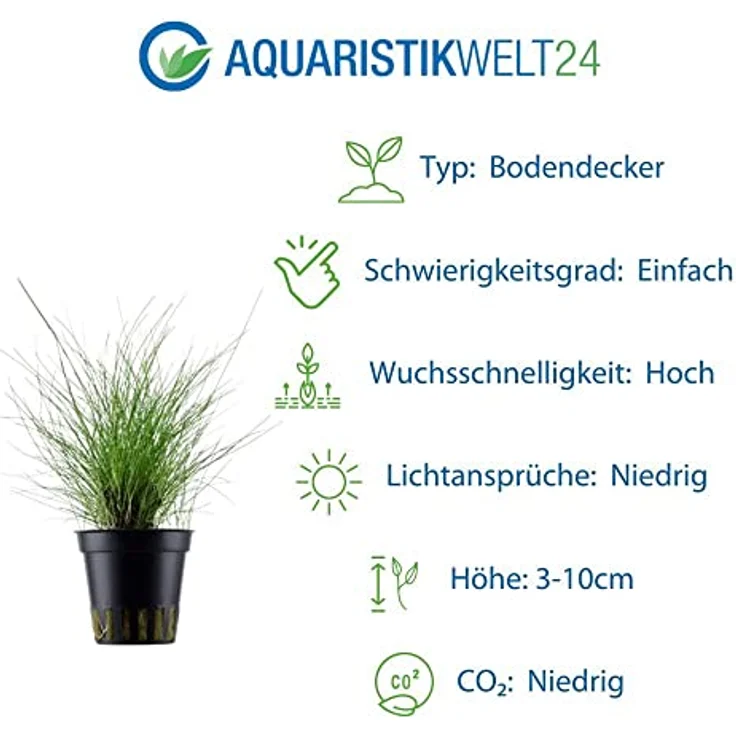 AquaOne 5x Wasserpflanzen Set, Aquarienpflanzen mit Topfpflanzen und InVitro 1-2-Grow! Variante, ideal für Garnelen und empfindliche Fische – Bild 4