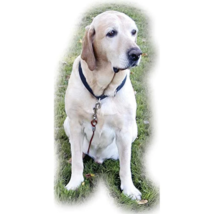 Kerbl Set Gartenleine, Laufleine 15m + Führleine 3m + Zugentlastung, 2 Stück (1er Pack) – Bild 2