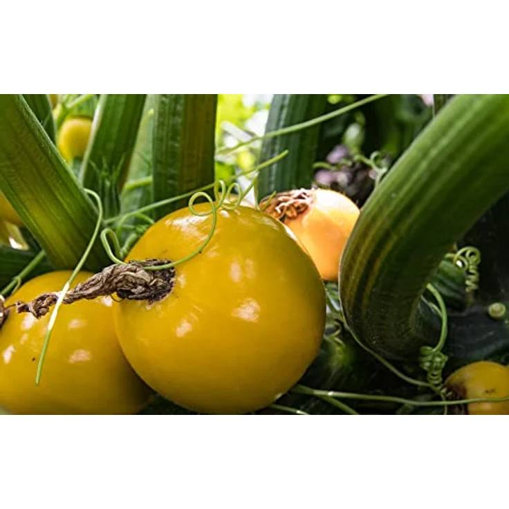 Sperli Zucchini Midas F1, frühe Sorte mit einem kompakten buschigen Wuchs, eignen sich optimal zum Füllen – Bild 4