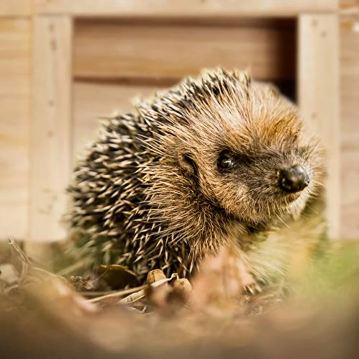 Relaxdays Igelhaus für den Garten, Winterquartier und Unterschlupf, Igelhotel Tannenholz, HBT: 22,5 x 32 x 27 cm, natur – Bild 5