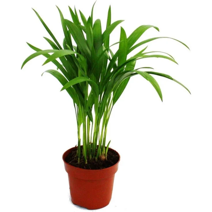 Exotenherz Areca Chrysalidocarpus Lutescens Goldfruchtpalme, Zimmerpflanze im 12cm Topf, robust und pflegeleicht, Höhe 35-45cm – Bild 1
