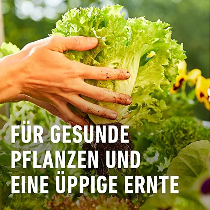 Compo BIO Universal Langzeit-Dünger mit Schafwolle, 2 kg – Bild 5