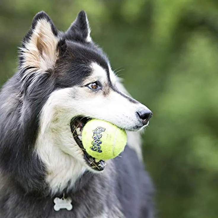 KONG – Squeakair Balls – Premium-Hundespielzeug, Quietschende Tennisbälle, Zahnschonend – Für Mittelgroße Hunde (6er–Pack) – Bild 4