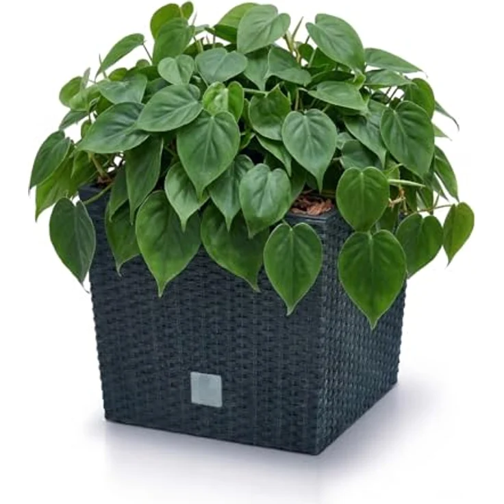 Prosperplast Blumentopf mit Einsatz und Bewässerungssystem, wetterfest und UV-beständig, anthrazit, robust aus Kunststoff, 26,2 x 26,2 x 26,6 cm – Bild 4