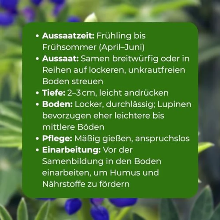 Samenshop24 Düngelupinen Blaue Süßlupinen Gründünger & Bodenkur 2,5kg – Bild 5