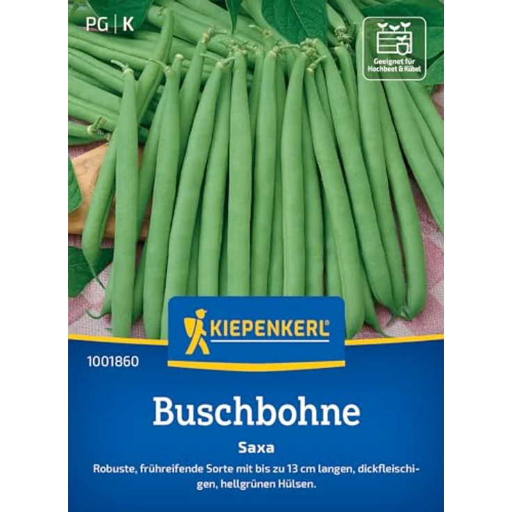 Kiepenkerl Buschbohne Saxa, ertragreiche grüne Bohne mit 12-13 cm langen Hülsen, für Gemüseteller und Einkochen – Bild 1