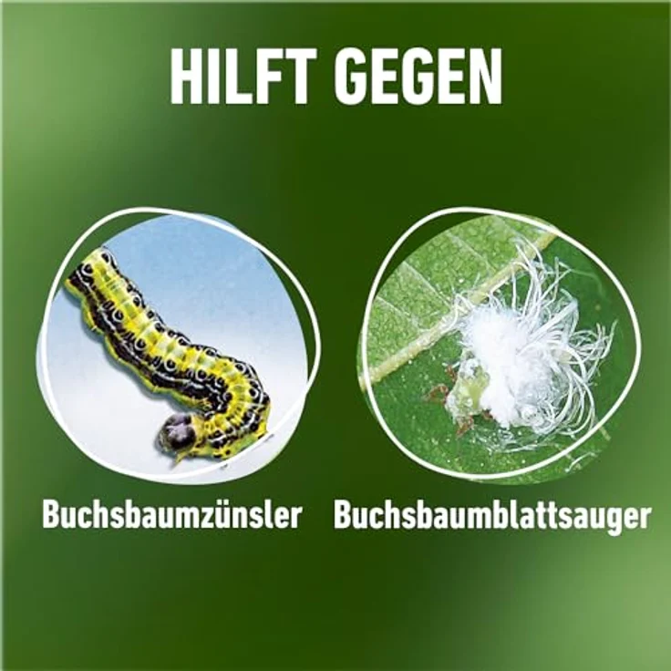 COMPO Buchsbaumzünsler K.O 50 ml – Bild 5