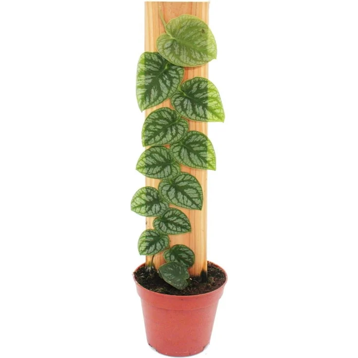 Exotenherz Monstera Dubia am Brett, zweidimensionales Fensterblatt, 14cm Topf, außergewöhnliche Rarität aus Südostasien
