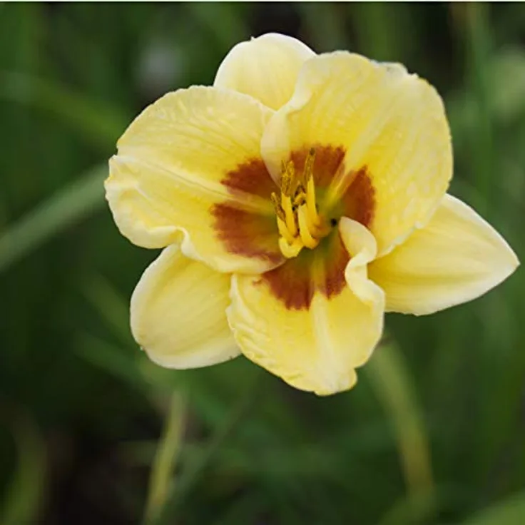 Blumixx Stauden Hemerocallis Hybride Little Big Man - Taglilie Standort sonnig - halbschattig Blütenfarbe gelb, rot