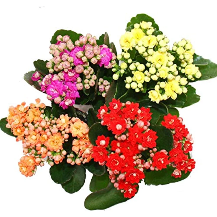 Exotenherz Minikalanchoe Rosalina Set, 3 verschiedene Pflanzen Flammendes Käthchen, 5,5 cm Topf, pflegeleicht und blühend – Bild 2