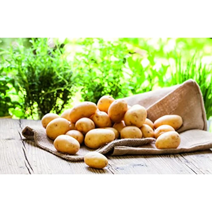 Bayer Gemüse-Pilzfrei Infinito 50 ml – Bild 4