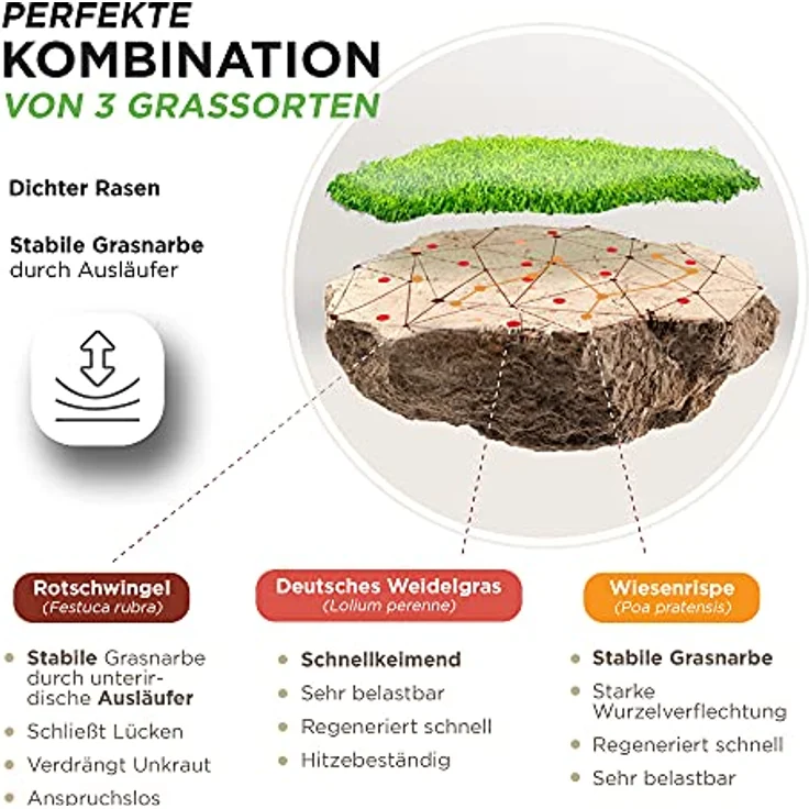 halmland Premium Rasensamen schnellkeimend, 2,5kg für 75-100m², trockenresistent für Sport- und Spielrasen, SEHR GUT getestet – Bild 5