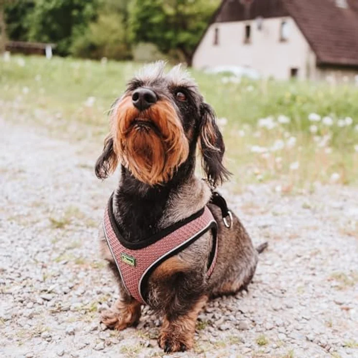 Hunter Dog harness Hilo Comfort XS pink - Hundegeschirr und Leine – Bild 6