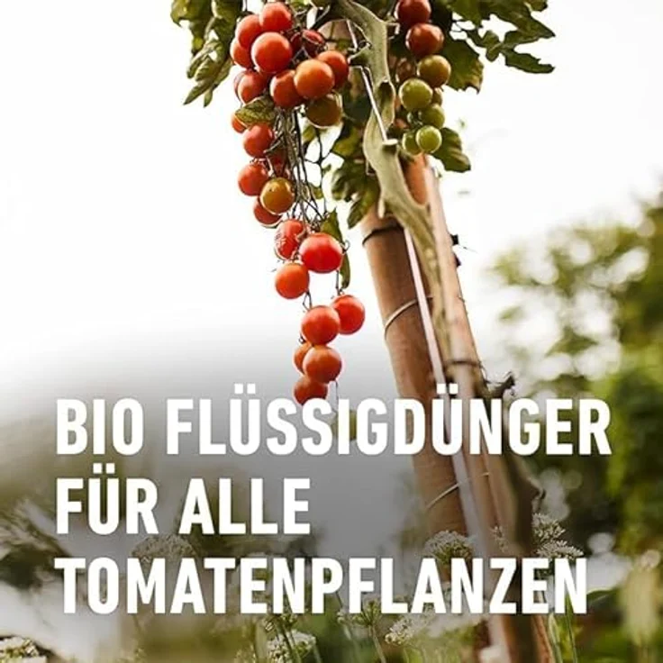 Compo BIO Tomatendünger 1 Liter – Bild 4