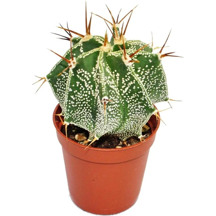 Exotenherz Astrophytum Ornatum, Bischofsmütze im 8,5cm Topf, ca. 12-15cm hoch, ideal für helle Fensterplätze